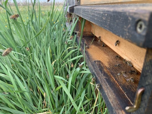 Bienen am Einflugloch